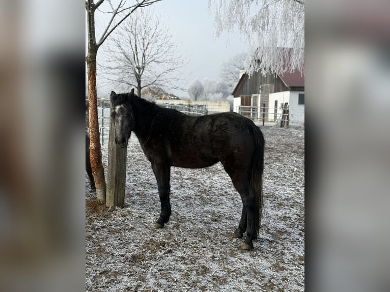 Other Breeds Mare 3 years 12,2 hh Grey-Dark-Tan in Achstetten