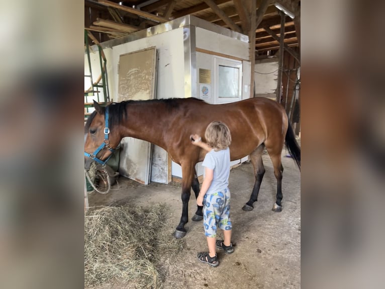 Other Breeds Mix Mare 3 years 13.2 hh Brown in Neuschönau
