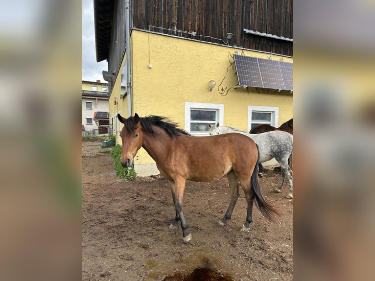 Other Breeds Mix Mare 3 years 13.2 hh Brown in Neuschönau