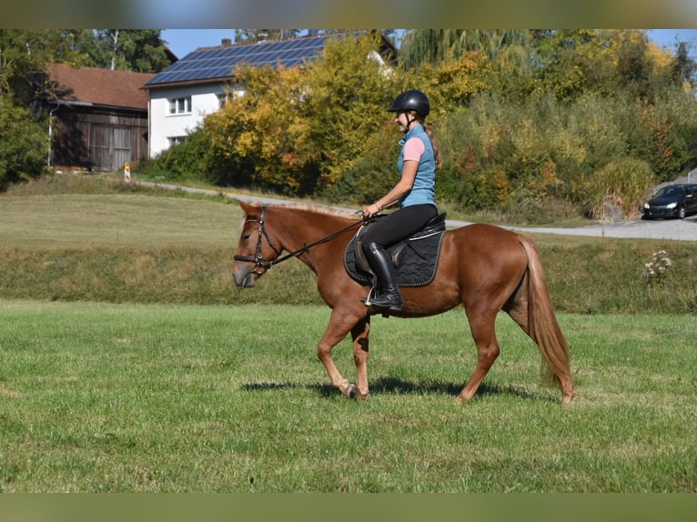 Other Breeds Mix Mare 3 years 13.2 hh Chestnut-Red in Arnstorf
