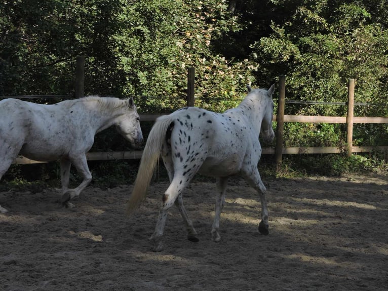 Other Breeds Mare 3 years 13,2 hh Leopard-Piebald in Mulhouse