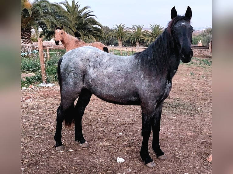 Other Breeds Mare 3 years 13,2 hh Roan-Blue in Porto Cristo