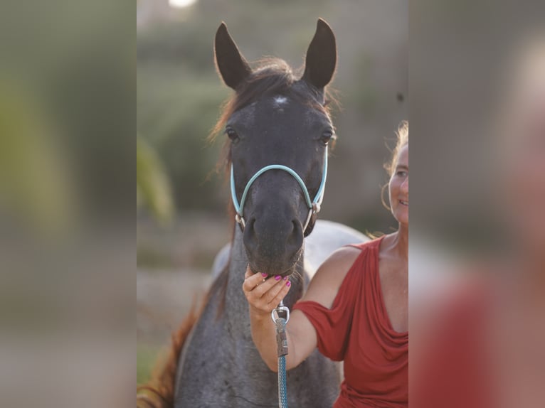 Other Breeds Mare 3 years 13,2 hh Roan-Blue in Porto Cristo