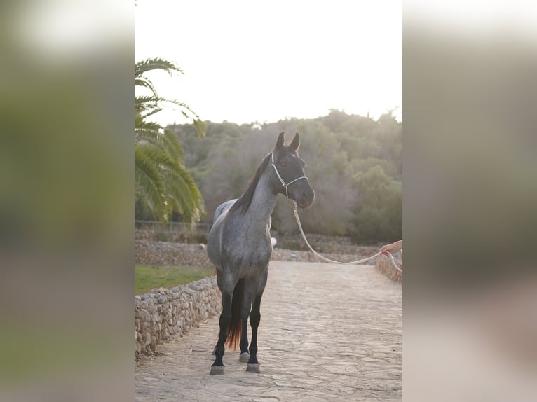 Other Breeds Mare 3 years 13,2 hh Roan-Blue in Porto Cristo