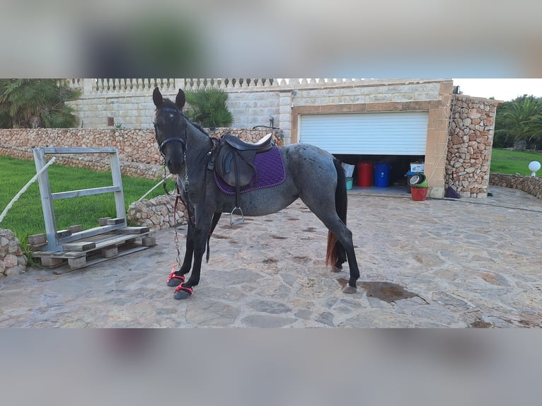 Other Breeds Mare 3 years 13,2 hh Roan-Blue in Porto Cristo