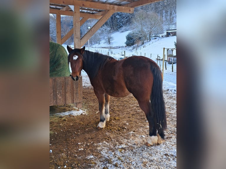 Other Breeds Mix Mare 3 years 13,2 hh Brown in Mörlenbach