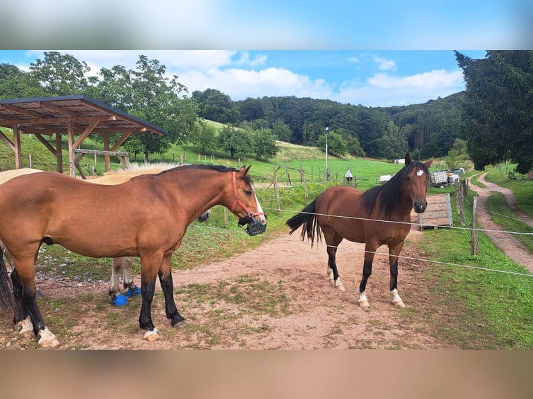 Other Breeds Mix Mare 3 years 13,2 hh Brown in Rimbach