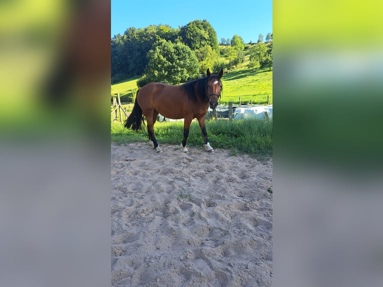Other Breeds Mix Mare 3 years 13,2 hh Brown in Rimbach