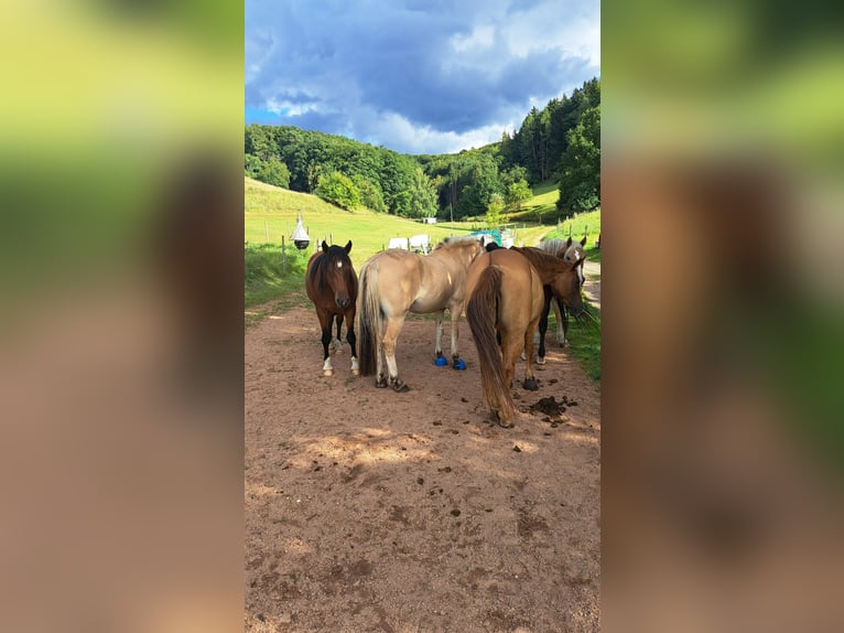 Other Breeds Mix Mare 3 years 13,2 hh Brown in Rimbach