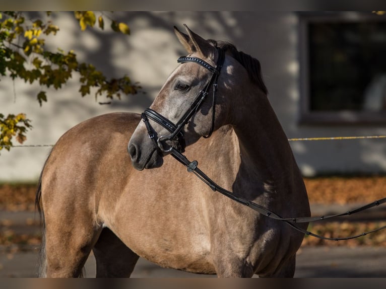 Other Breeds Mare 3 years 14,1 hh Can be white in Schwäbisch Gmünd