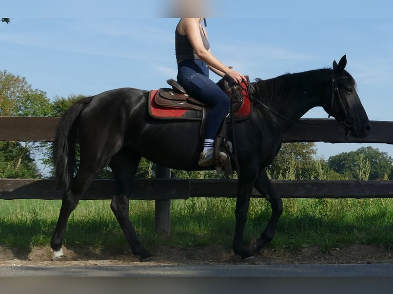 Other Breeds Mare 3 years 14,2 hh Black in Lathen