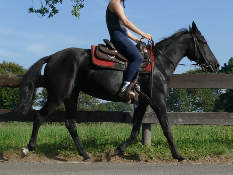 Other Breeds Mare 3 years 14,2 hh Black in Lathen