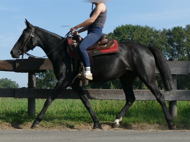 Other Breeds Mare 3 years 14,2 hh Black in Lathen