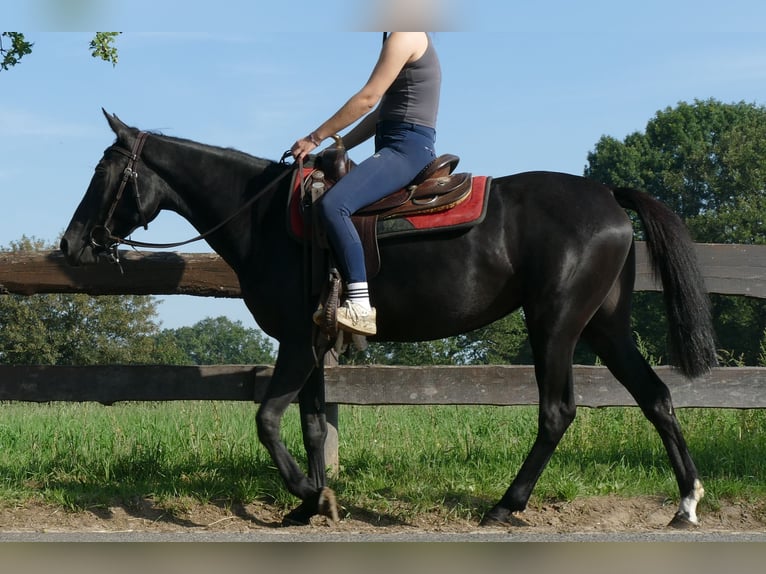 Other Breeds Mare 3 years 14,2 hh Black in Lathen