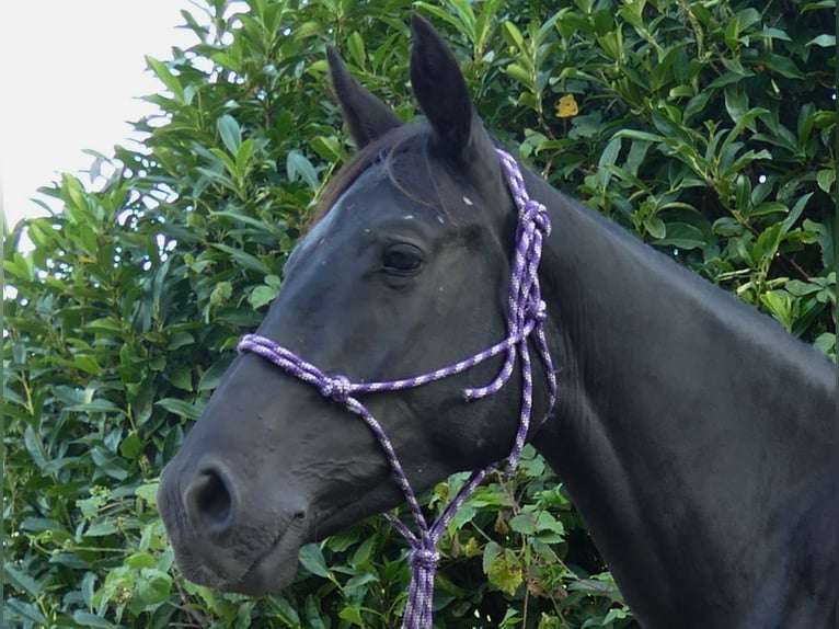 Other Breeds Mare 3 years 14,2 hh Black in Lathen