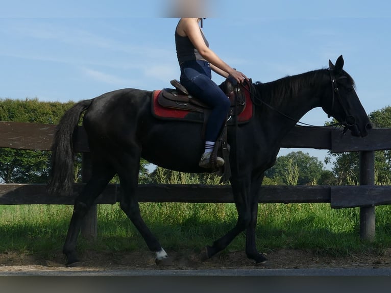 Other Breeds Mare 3 years 14,2 hh Black in Lathen