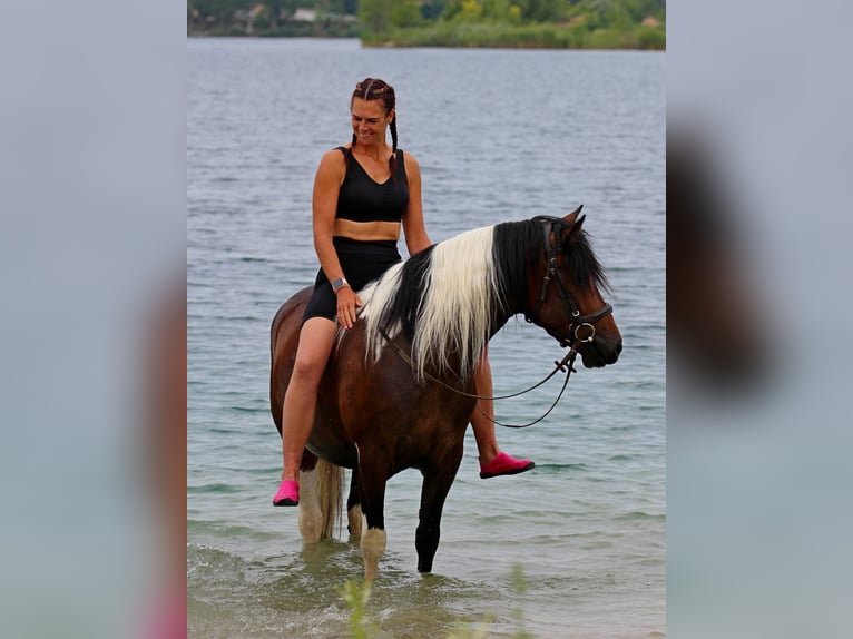 Other Breeds Mare 3 years 14.2 hh Pinto in Pér