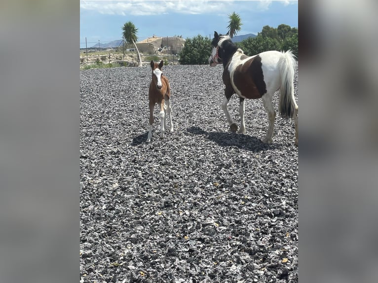 Other Breeds Mare 3 years 14,2 hh Pinto in Murcia