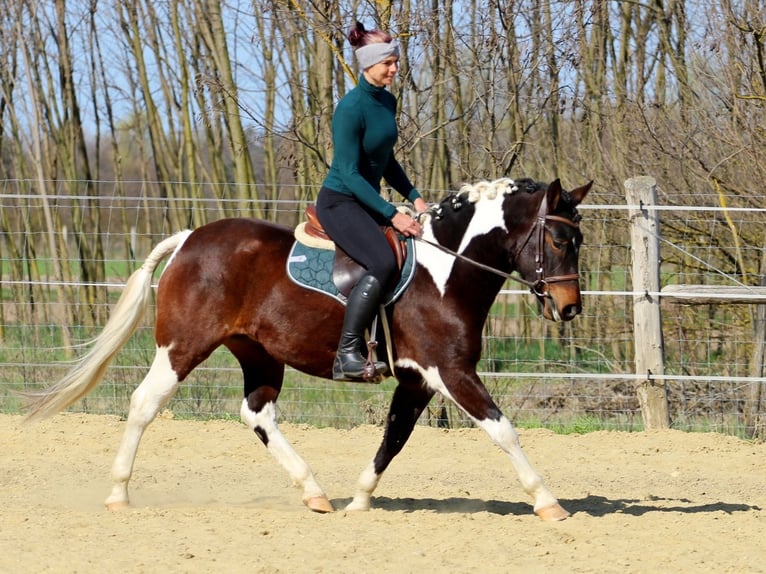 Other Breeds Mix Mare 3 years 14.2 hh Pinto in Pér