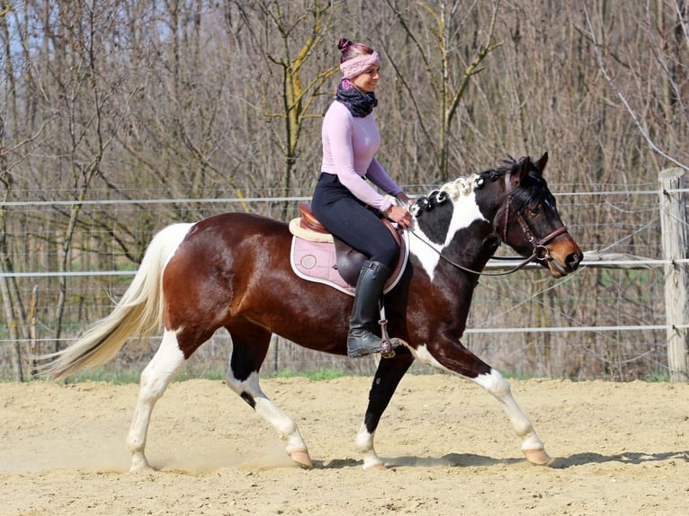 Other Breeds Mix Mare 3 years 14.2 hh Pinto in Pér