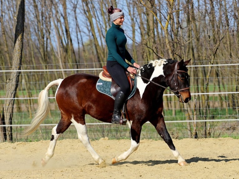 Other Breeds Mix Mare 3 years 14.2 hh Pinto in Pér