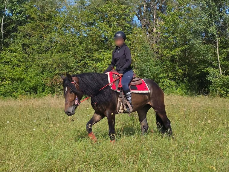 Other Breeds Mare 3 years 14.3 hh Brown in Linkenbach