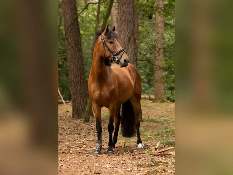 Other Breeds Mare 3 years 14,1 hh Bay-Dark in Sint-Michielsgestel