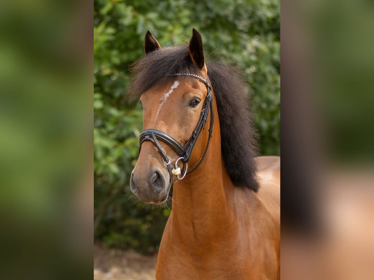 Other Breeds Mare 3 years 14,1 hh Bay-Dark in Sint-Michielsgestel