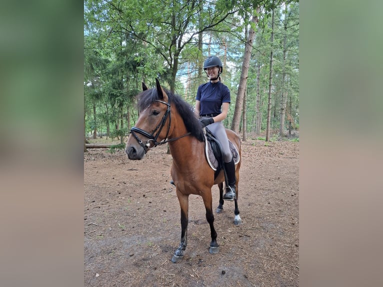Other Breeds Mare 3 years 14,1 hh Bay-Dark in Sint-Michielsgestel