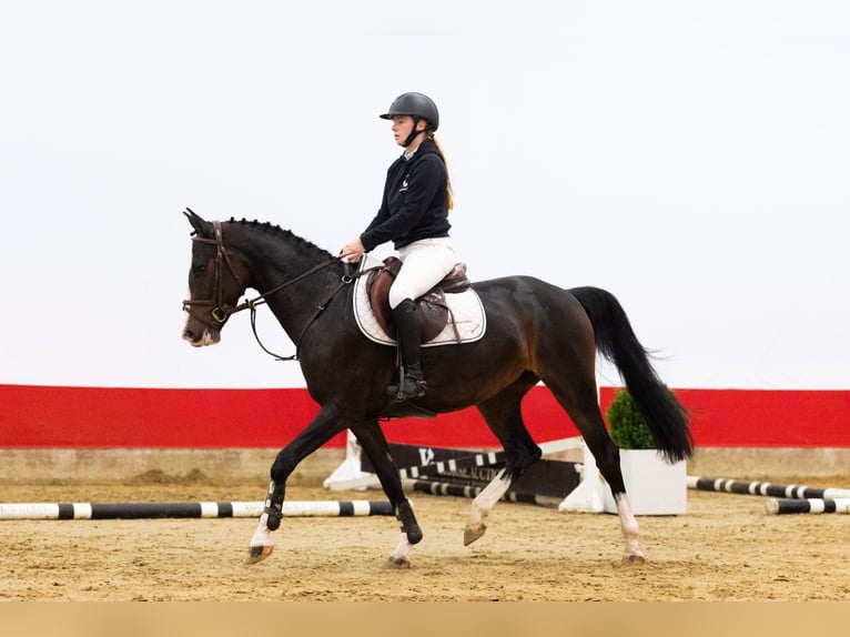 Other Breeds Mare 3 years 14,2 hh Bay-Dark in Waddinxveen