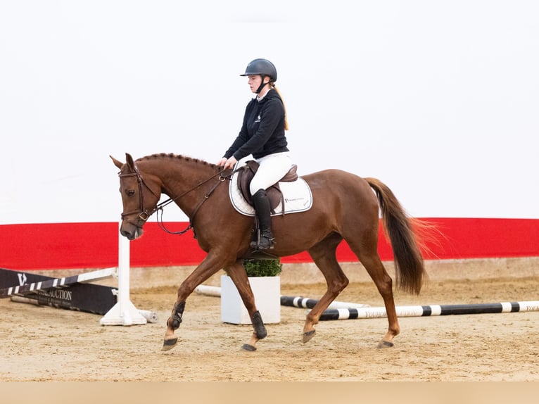 Other Breeds Mare 3 years 14,2 hh Chestnut in Waddinxveen