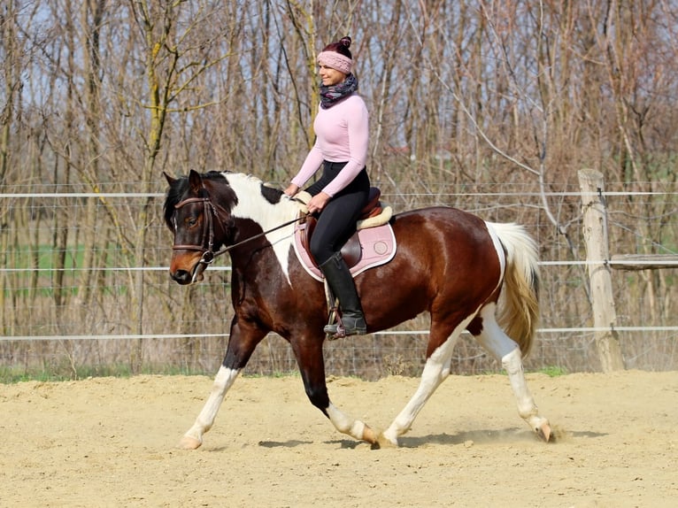 Other Breeds Mare 3 years 14,2 hh Pinto in Pér
