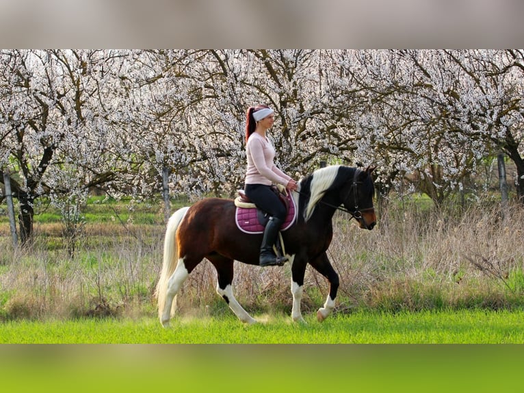 Other Breeds Mare 3 years 14,2 hh Pinto in Pér