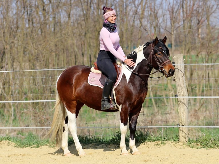 Other Breeds Mix Mare 3 years 14,2 hh Pinto in Pér