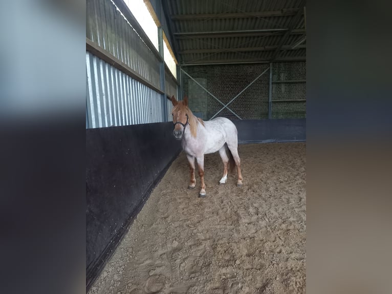 Other Breeds Mare 3 years 15,1 hh Gray-Red-Tan in Mettmann