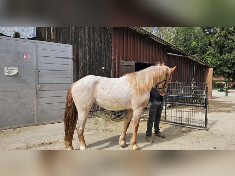 Other Breeds Mare 3 years 15,1 hh Gray-Red-Tan in Mettmann