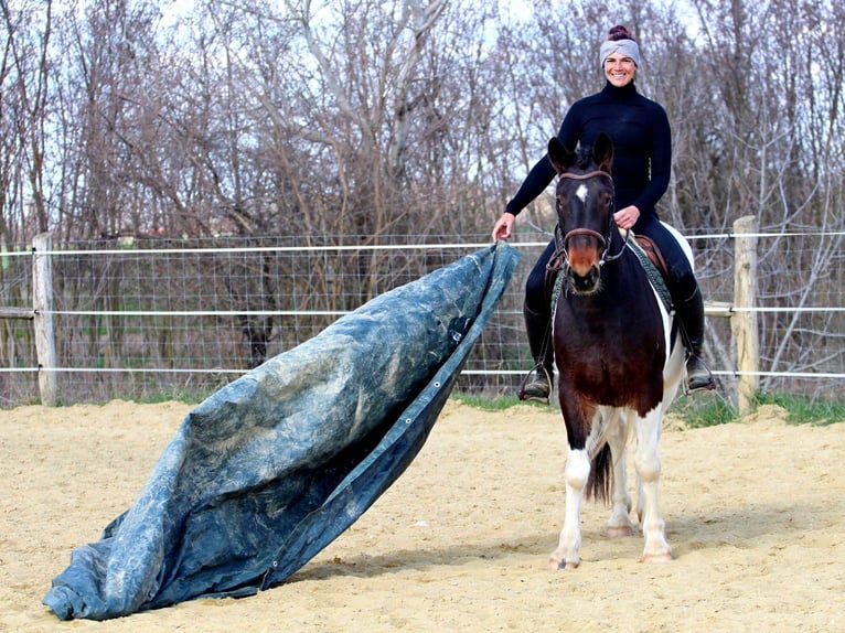 Other Breeds Mare 3 years 15.1 hh Pinto in Pér