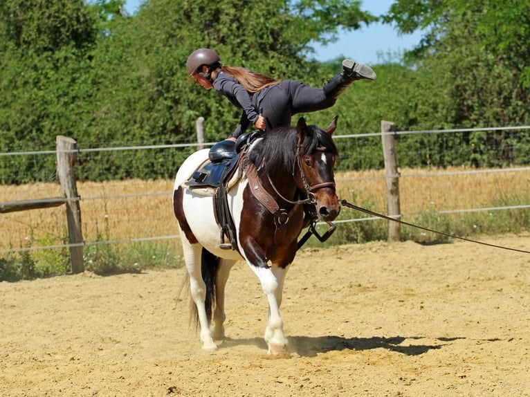 Other Breeds Mare 3 years 15.1 hh Pinto in Pér
