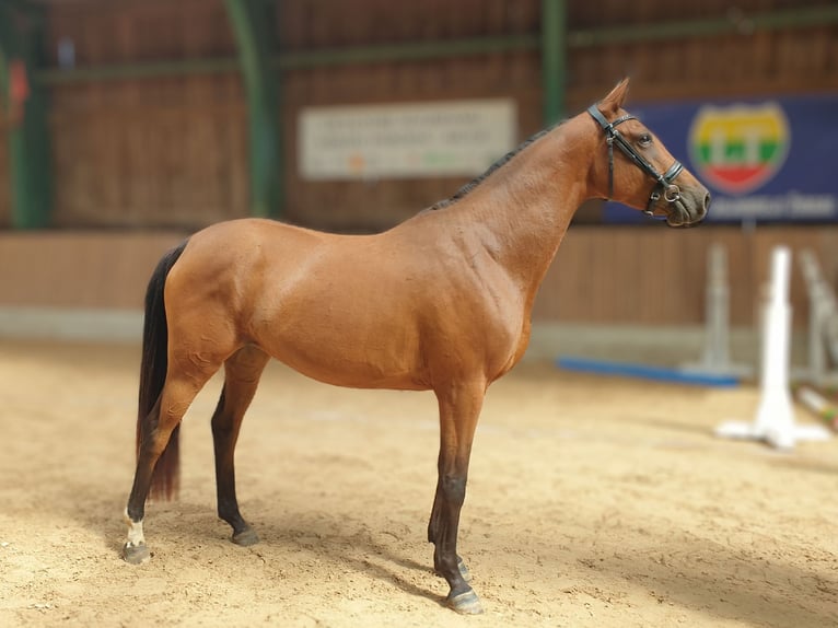 Other Breeds Mare 3 years 15,2 hh Bay in Vilnius