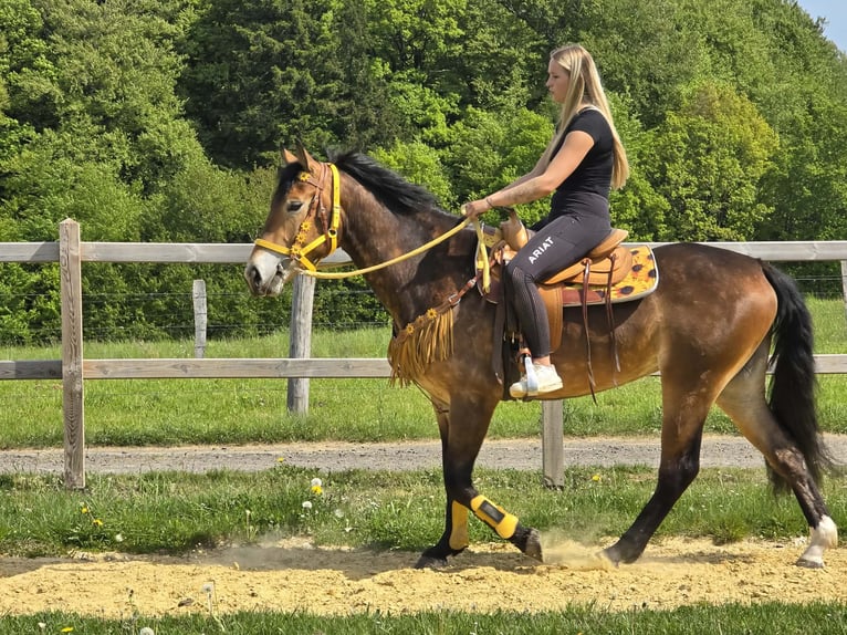Other Breeds Mare 3 years 15.2 hh Brown in Linkenbach