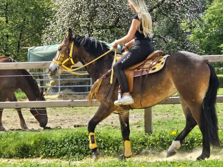 Other Breeds Mare 3 years 15.2 hh Brown in Linkenbach