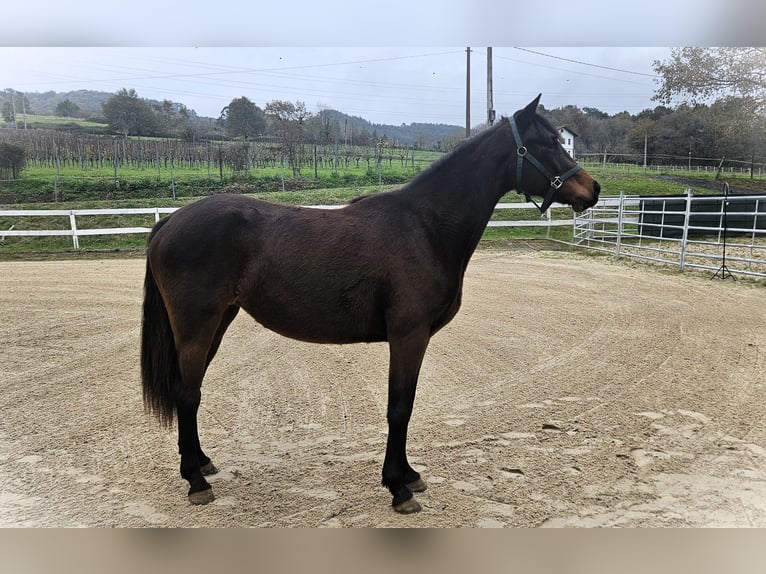 Other Breeds Mare 3 years 15.2 hh Brown in Garai-San Migel