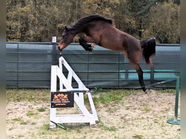 Other Breeds Mare 3 years 15.2 hh Brown in Garai-San Migel