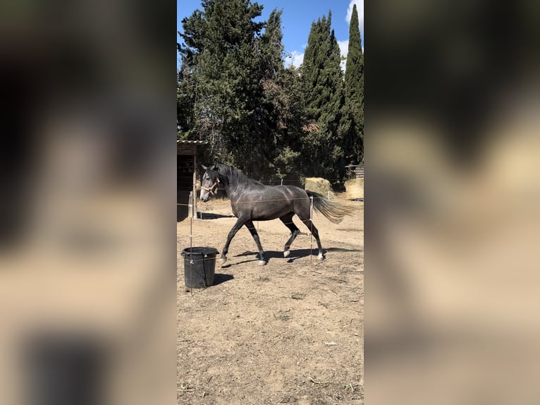 Other Breeds Mare 3 years 15,2 hh Gray in Bages