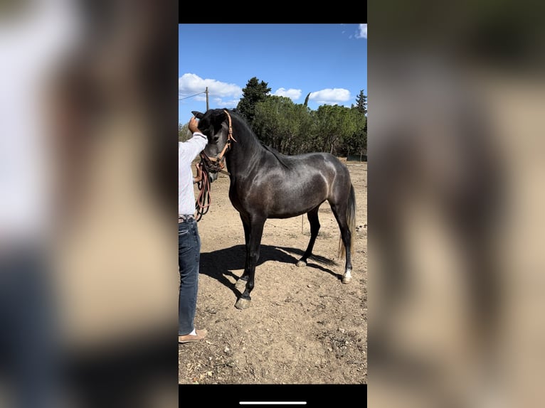 Other Breeds Mare 3 years 15,2 hh Gray in Bages