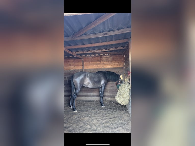 Other Breeds Mare 3 years 15,2 hh Gray in Bages