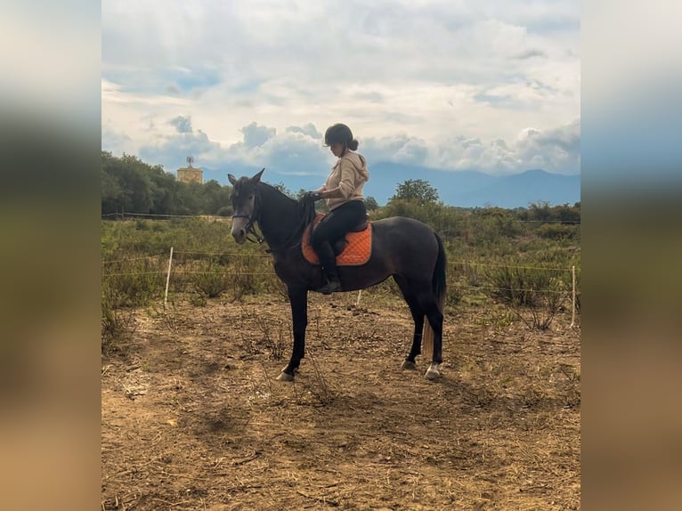 Other Breeds Mare 3 years 15,2 hh Gray in Bages