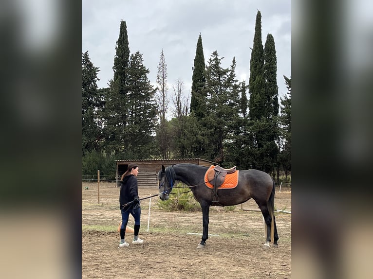 Other Breeds Mare 3 years 15,2 hh Gray in Bages