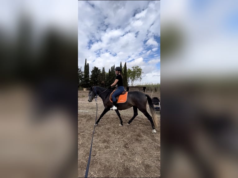 Other Breeds Mare 3 years 15,2 hh Gray in Bages