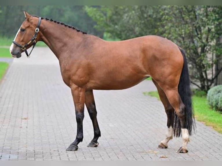 Other Breeds Mare 3 years 15,2 hh in Zele